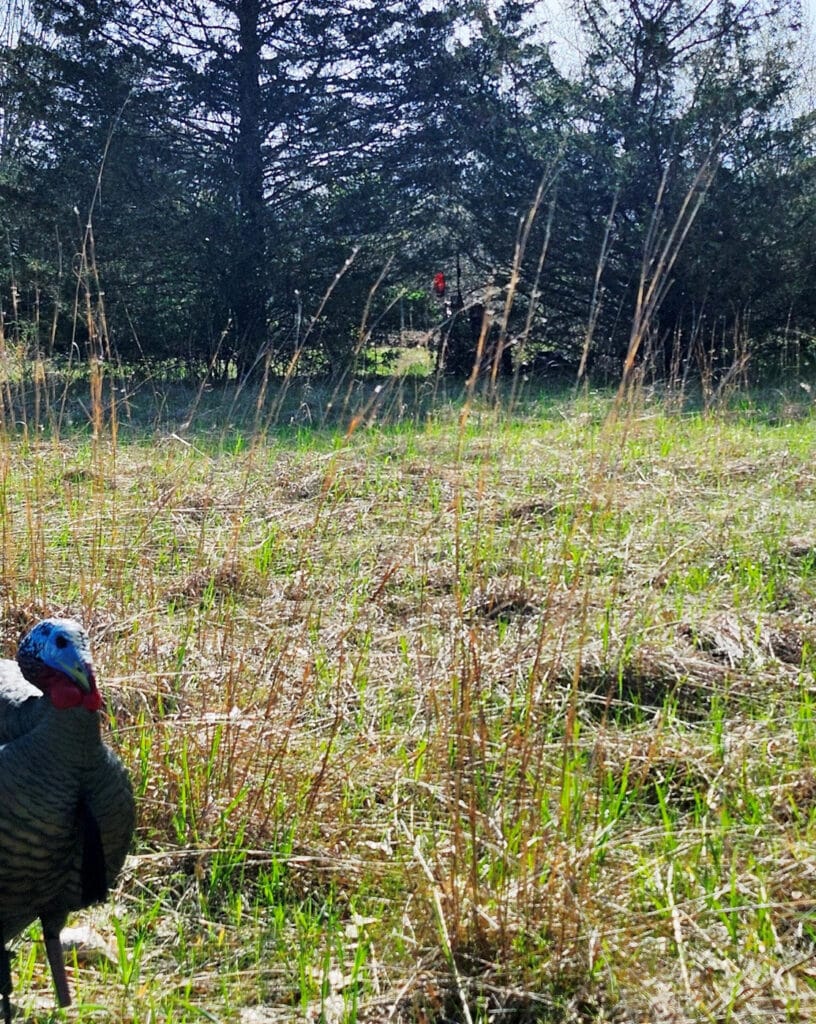 Turkey decoy standing in a grassy field with a hunter concealed in the background.